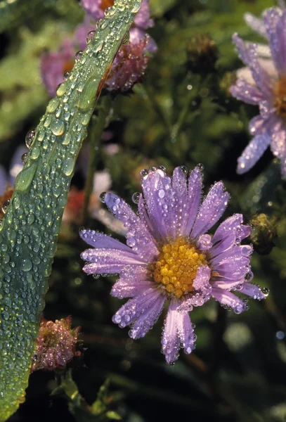 Rocío gotas en flores florece — Foto de Stock