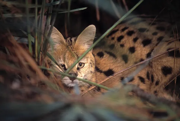 Otların arasında dinlenme serval kedisi — Stok fotoğraf