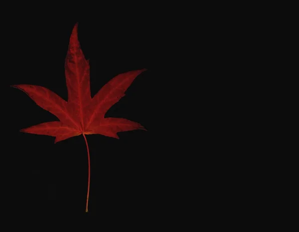 Hoja de arce rojo sobre fondo negro — Foto de Stock