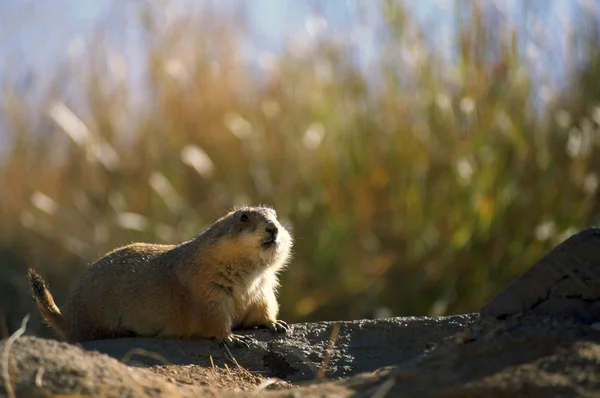 Zwarte prairiehond — Stockfoto