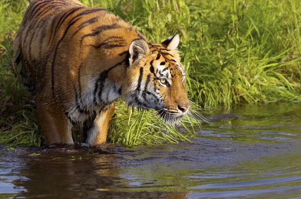 Tijger staande in water — Stockfoto