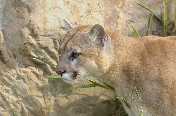 Cougar. — Fotografia de Stock