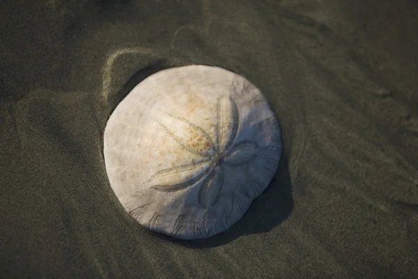 Un coquillage dollar sable sur la plage — Photo