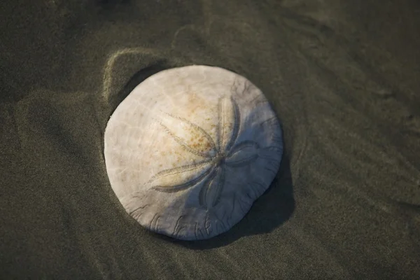 Una concha marina de arena dólar en la playa — Foto de Stock