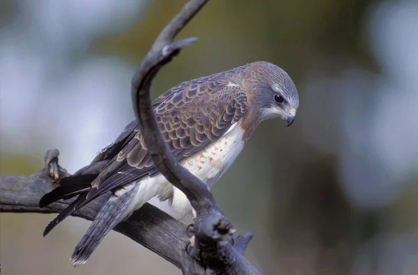 Falco di Swainson su un ramo — Foto Stock