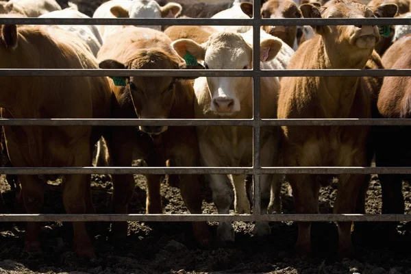 Corralled βοοειδών — Φωτογραφία Αρχείου