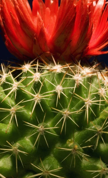 Close-Up Cactus — Stock Photo, Image
