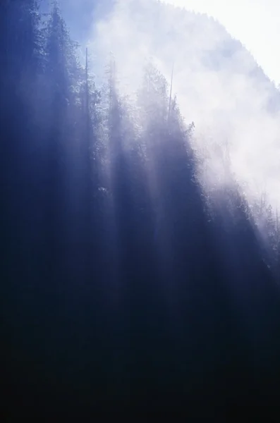 Сунь Рэйс Сквозь сосновый лес — стоковое фото