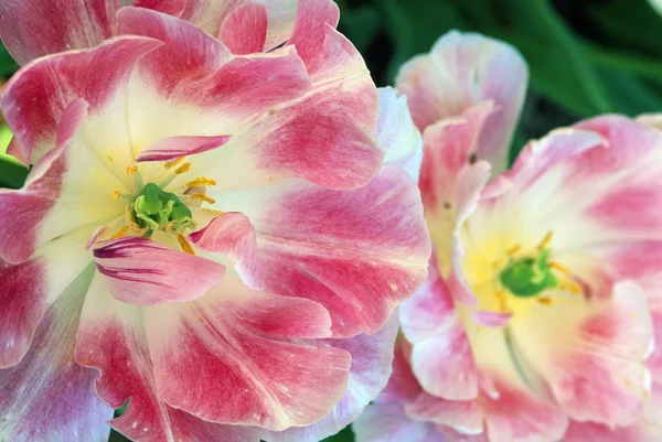 Two Pink And White Tulips — Stock Photo, Image