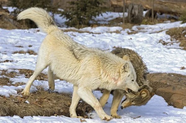 Wolf Interacción — Foto de Stock