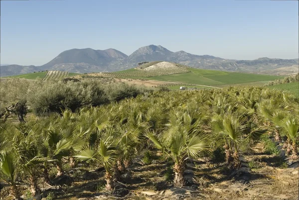 Palm Tree Farm, Spain — Stock Photo, Image