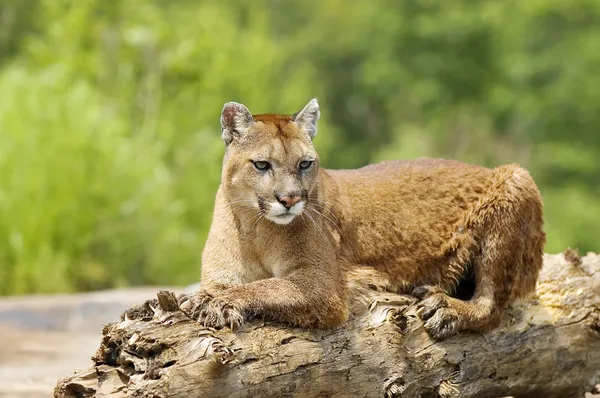 Cougar acostado en el registro —  Fotos de Stock