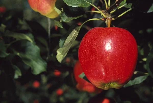 Μήλο που κρέμονται στο δέντρο — Φωτογραφία Αρχείου