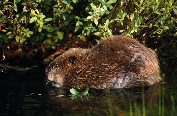 Beaver In Water — Stock Photo, Image