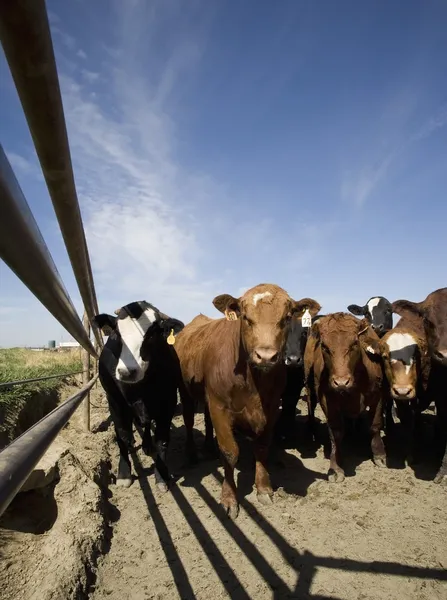 Grupo de vacas — Fotografia de Stock