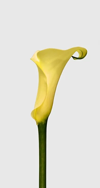 Cana Lily — Stockfoto