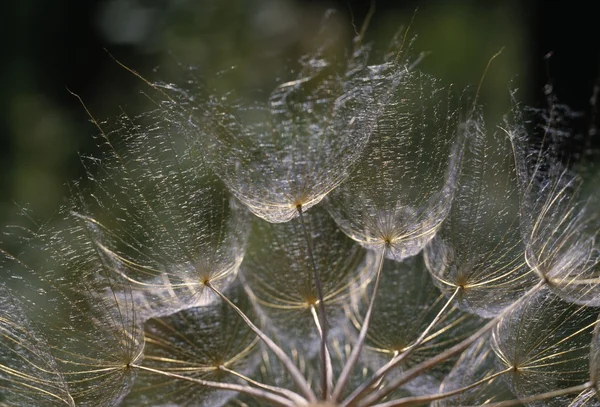 Μεγέθυνση του seedpod λαγόχορτο — Φωτογραφία Αρχείου