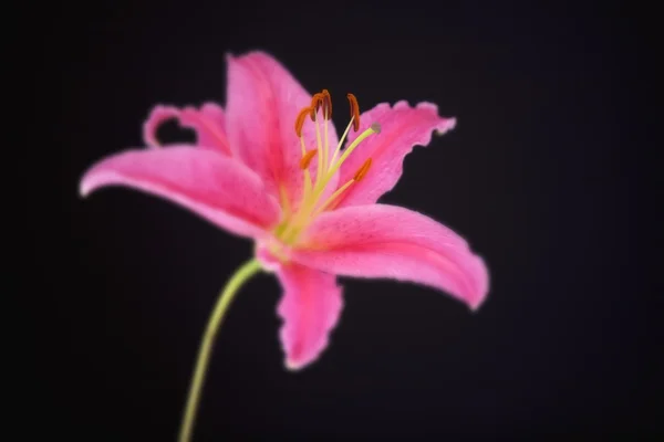 Lily Against Black Background — Stock Photo, Image