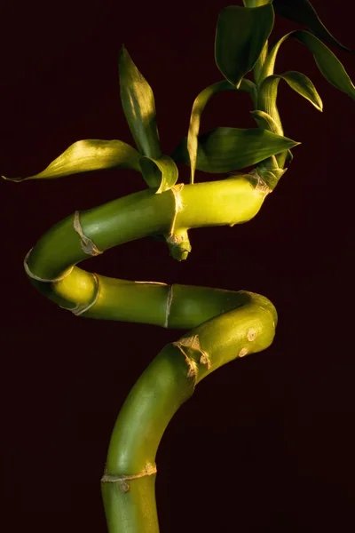 Haste de bambu — Fotografia de Stock