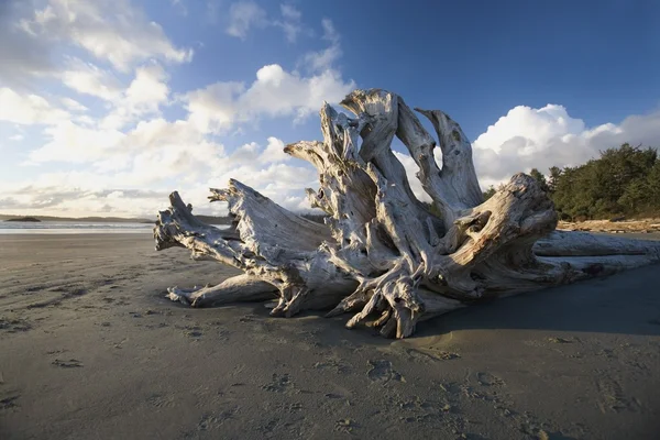 Bir sahilde dalgaların karaya attığı odun — Stok fotoğraf