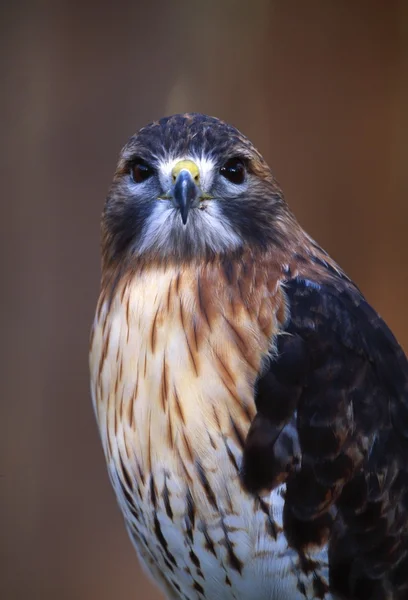 Ritratto di Falco dalla coda rossa — Foto Stock