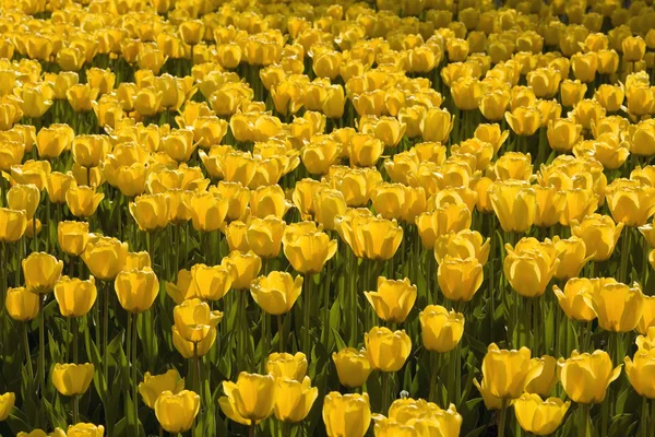 Yellow Tulips — Stock Photo, Image