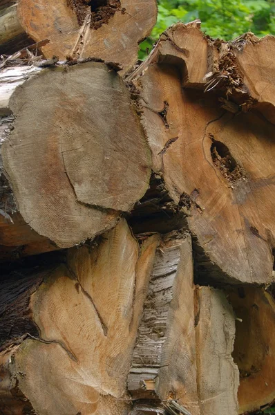 Cedar Logs — Stock Photo, Image