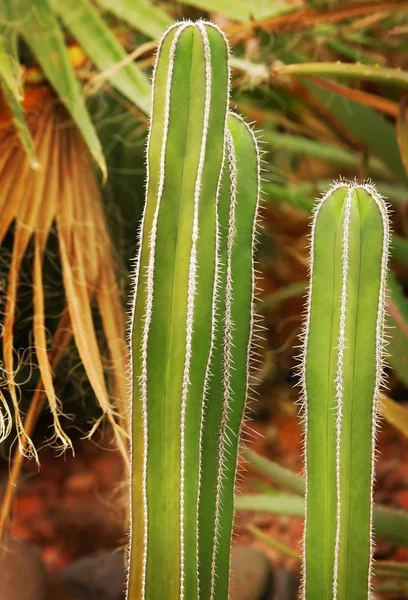 Closeup kaktusů — Stock fotografie