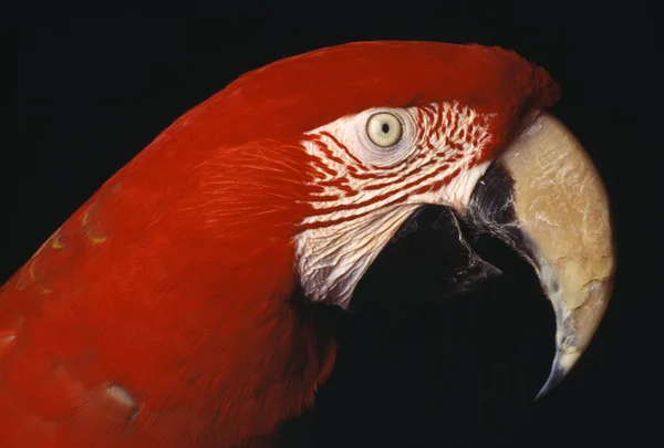 Grön-winged Ara — Stockfoto