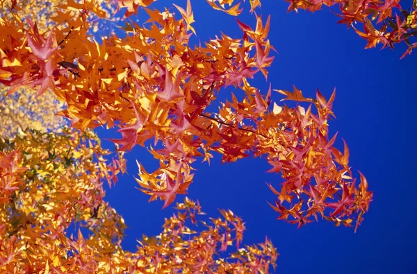 Herbstblätter gegen blauen Himmel — Stockfoto
