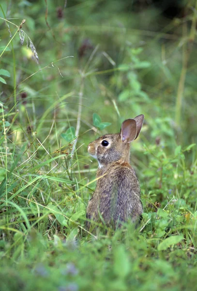 Cottontail Rabbit — Stockfoto