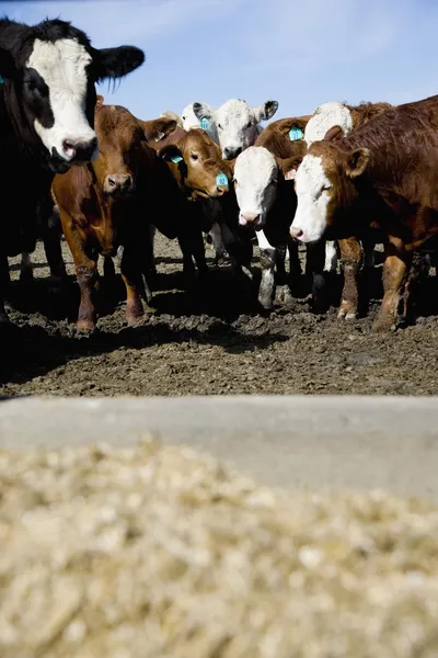 Ganado vacuno — Foto de Stock