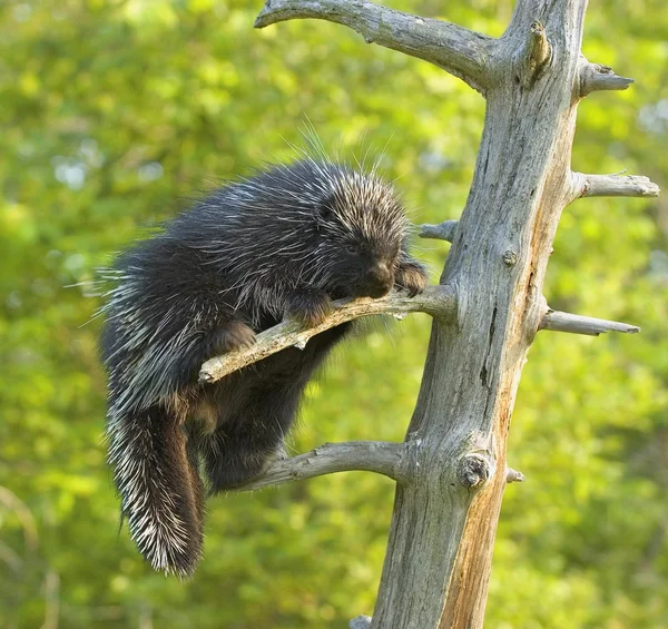 Porcupine sur souche d'arbre — Photo