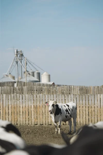 A Dairy Cow — Stock Photo, Image