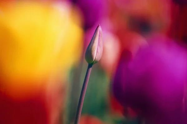 Selective Focus Tulip Flower Field — Stock Photo, Image
