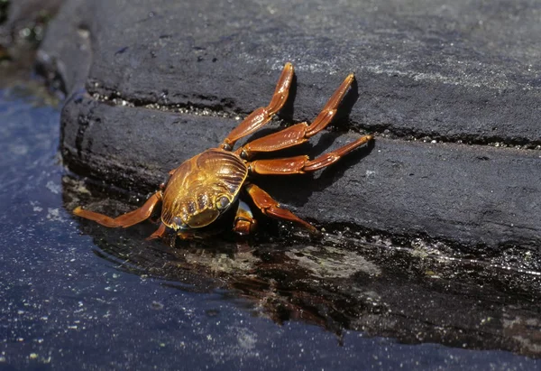 Sally Lightfoot Crab, Isola di Santiago — Foto Stock