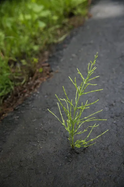 Eine Pflanze wächst durch Pflaster gegen alle Widrigkeiten — Stockfoto