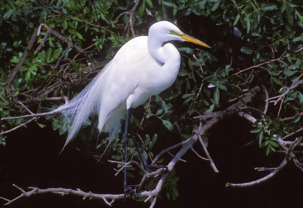 Grande Egret em Plumagem de Criação — Fotografia de Stock
