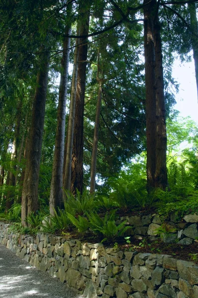 Steinmauer und Pfad durch üppigen Wald — Stockfoto