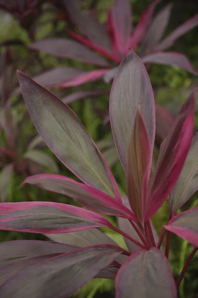 Purple Leaves — Stock Photo, Image