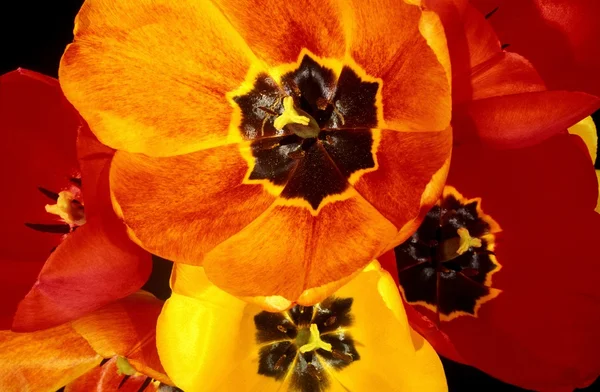 Primer plano de tulipanes vibrantes — Foto de Stock