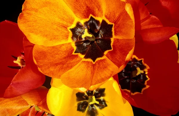 Close Up di tulipani vibranti — Foto Stock