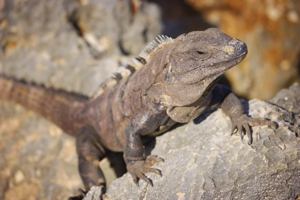 Iguana bir kaya tırmanışı — Stok fotoğraf