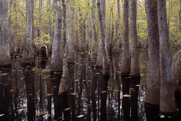 Trees In A Swamp — Stock Photo, Image