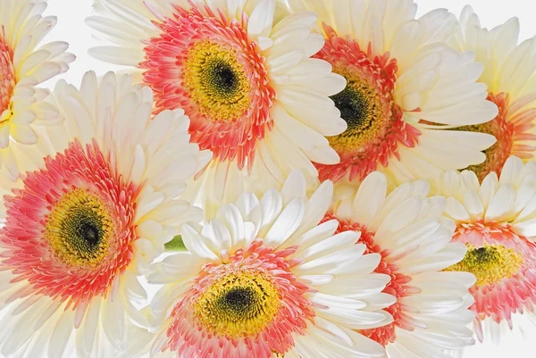 Gerberas blanches et roses — Photo