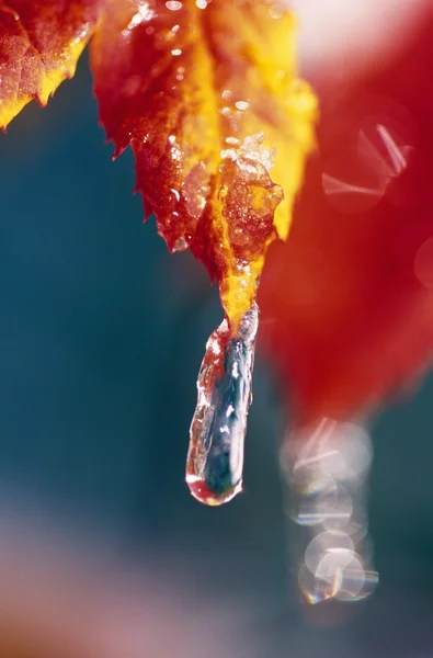 Ghiaccio sulle foglie colorate luminose di autunno — Foto Stock