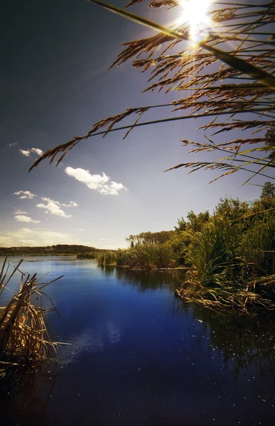 Wetlands en rivier — Stockfoto