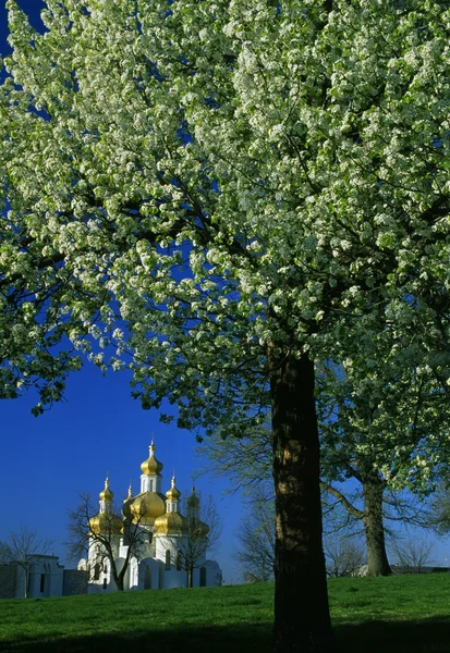 Temple Framed By Tree In Bloom — Stock Photo, Image