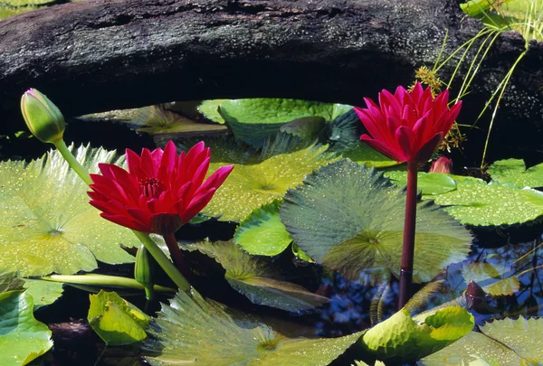 Lirios de agua — Foto de Stock