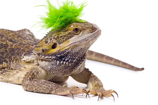 Bearded dragon ödla med mohawk — Stockfoto